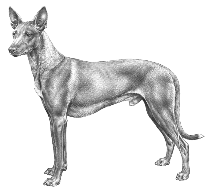 faraohund